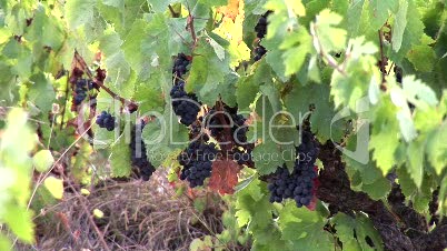 Harvest time in France