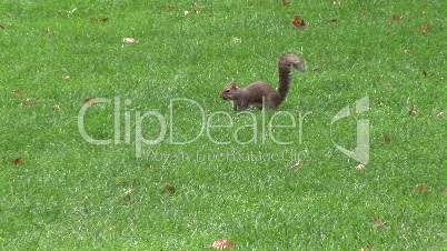 Squirrel in a Park