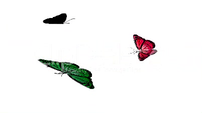 BUTTERFLY ANIMATION 4
