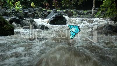 BUTTERFLY AT A  WATERFALL