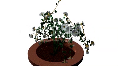 Garden Plant Growing in a Pot