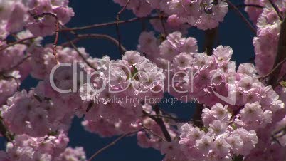 HD1080i Pink spring cherry tree
