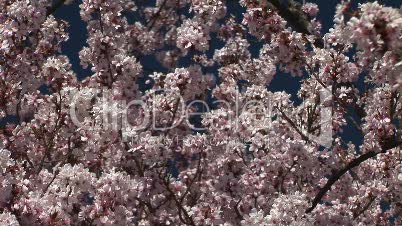 HD1080i White spring cherry tree