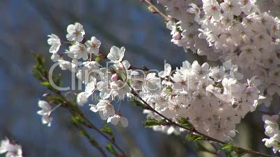 HD1080i White spring cherry tree (Close Up)