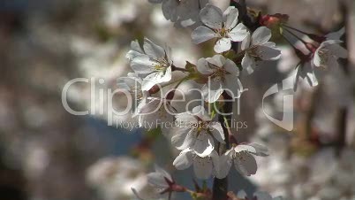 HD1080i White spring cherry tree