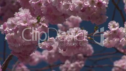 HD1080i Spring cherry tree (Close Up)