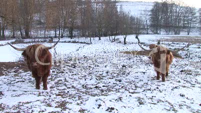 HD1080i Two yaks in winter. Close Up. Snow. Meadow