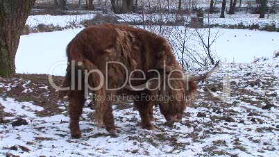 HD1080i Yak in winter. Close Up. Snow. Meadow