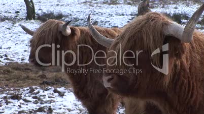 HD1080i Two yaks in winter. Close Up. Snow. Meadow