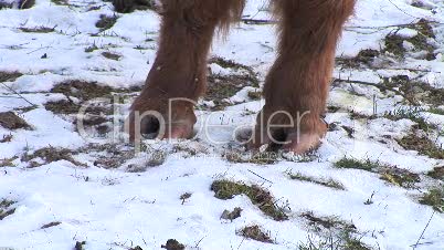 HD1080i Yak in winter. Close Up. Snow. Meadow