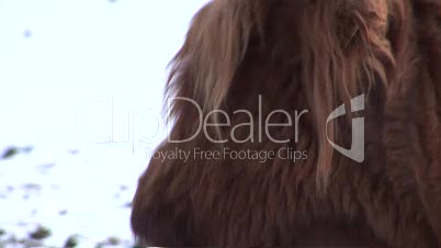 HD1080i Yak in winter. Close Up. Snow. Meadow
