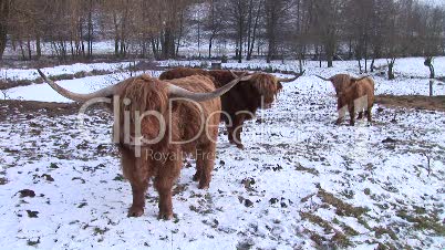 HD1080i Three yaks in winter. Snow. Meadow