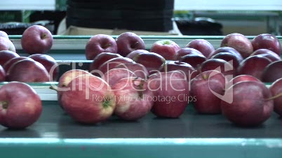 Äpfel auf Förderband