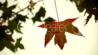 Lonely autumn leaf