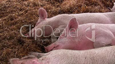 Schweine schlafen im Stroh