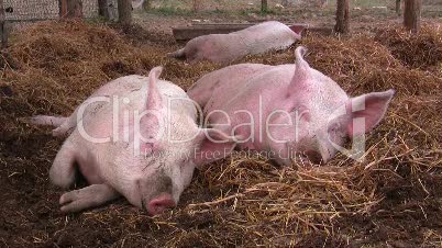 Schweine schlafen im Stroh