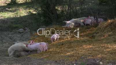 Artgerecht gehaltene Schweine und Ferkel