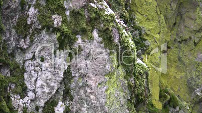 Pfahl-Quarz im Bayrischen Wald