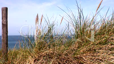 Dünengras am Strand