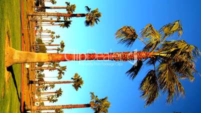 Palmen unter blauem Himmel