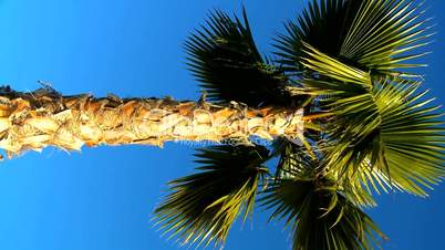 Palme unter blauem Himmel