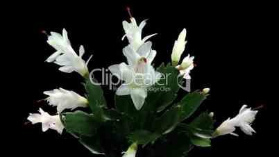Time-lapse white Christmas cactus growing and blooming ALPHA matte 2