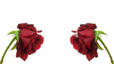 Time-lapse of two dying red roses isolated on white 6
