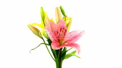 Time-lapse of opening colorful lily bouquet isolated on white 4