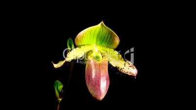 Time-lapse of opening purple Moccasin orchid isolated on black 4
