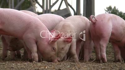 Artgerecht gehaltene Schweine und Ferkel