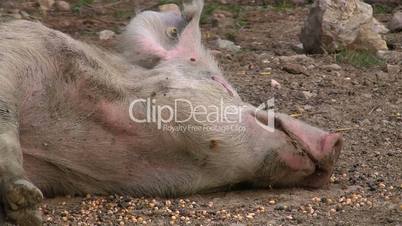 Artgerecht gehaltene Schweine und Ferkel