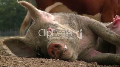 Artgerecht gehaltene Schweine und Ferkel