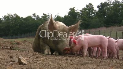 Artgerecht gehaltene Schweine und Ferkel