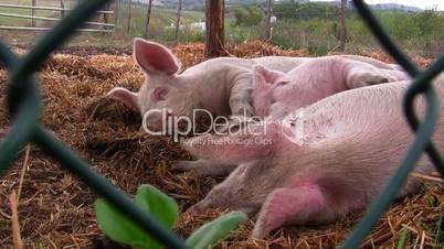 Schlafende Schweine auf Biohof