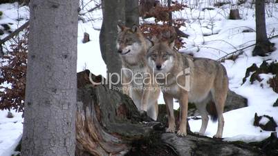 Zwei Wölfe in einer Schneelandschaft
