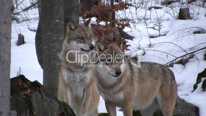 Nahaufnahme Zwei Wölfe in einer Schneelandschaft