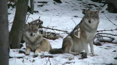 Zwei Wölfe sitzen / liegen in einer Schneelandschaft