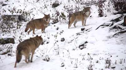Drei Wölfe auf schneedebecktem Hügel