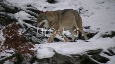 Wolf läuft über schneebedecktem Waldboden hinab