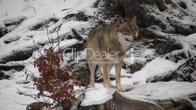 Wolf steht auf schneebedecktem Waldboden