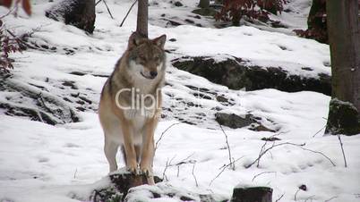 Wolf steht mit Vorderpfoten auf schneedecktem Baumstamm