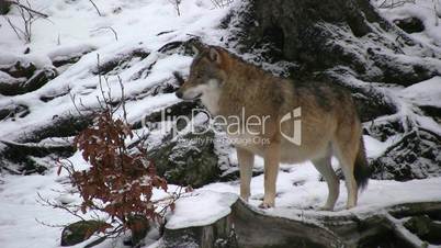 Wolf mit Vorderpfoten auf Baumstamm - von der Seite
