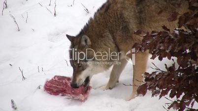 Wolf frißt ein Stück Fleisch