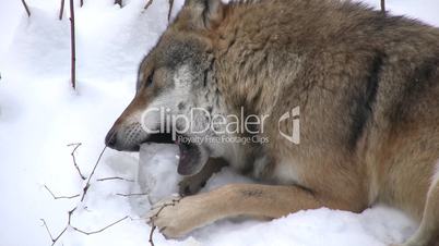 Wolf liegt im Schnee und kaut auf einem Eisbrocken