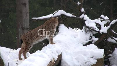 Luchs läuft durch den Schnee