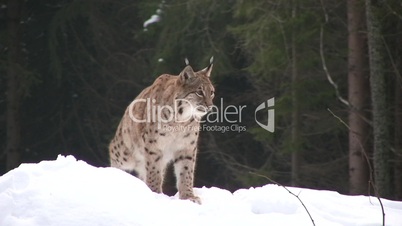 luchs in schneebedeckter landschaft