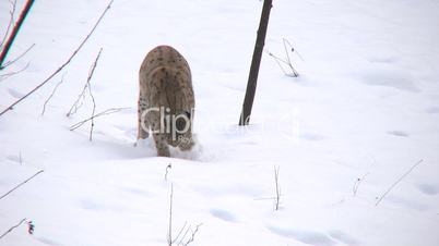 Luchs gräbt im Schnee ein Loch