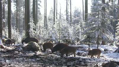 Wildschweine fressen in schneebedecktem Waldstück