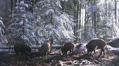 Wildschweine fressen auf matschigem Waldboden