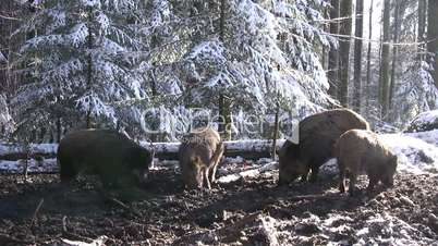 Nahaufnahme Wildschweine fressen auf Waldboden